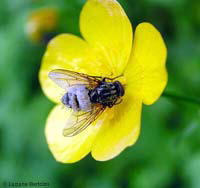 mosca morta infettata da Entomophthora muscae mosca morta infettata da Entomophthora muscae