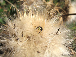 Testa di vespa polistes testa di vespa polistes