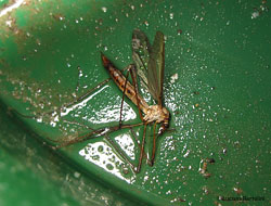 Zanzarone morto in acqua Zanzarone morto in acqua