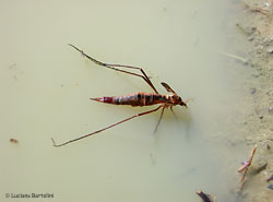 Tipula in una pozza d'acqua Tipula in una pozza d'acqua