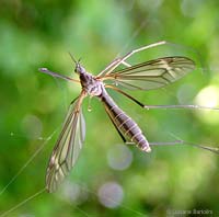 Tipula intrappolata in una ragnatela