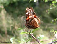 Vanessa atalanta