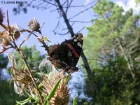 vanessa atalanta
