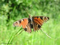 vanessa dalle ali sfilaccicate