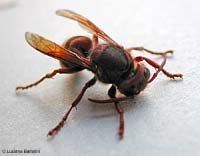 vespa crabro vespa crabro