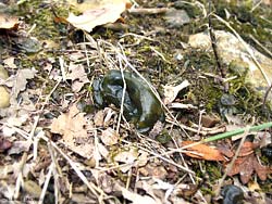 Nostoc