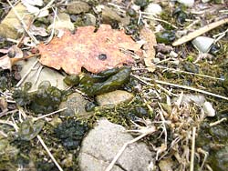 Cianobatterio Nostoc