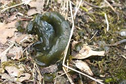 Nostoc