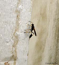 Sceliphron caementarium