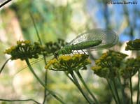 Chrysopa sul finocchio