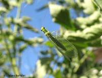 Chrysopa sp.