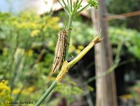 Coscinia striata sul finocchio