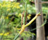 Coscinia striata