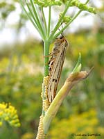 Coscinia striata sul finocchio