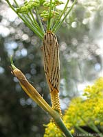 Coscinia striata sul finocchio
