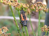 larva di Harmonia axyridis