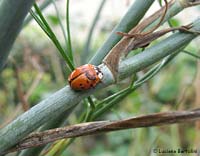 Coccinella Harmonia axyridis