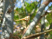 Ragno Uloborus in attesa di qualche preda