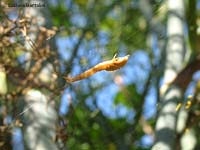 Uloborus sistemato tra i rami del finocchio