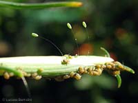 uova di Chrysopa