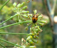 coccinella rossa