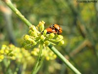 Coccinelle in accoppiamento sul finocchio