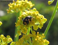 Propylea quatuordecimpunctata