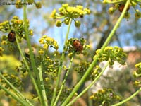 Pupa di coccinella