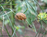 giovane graphosoma sp
