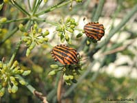 Graphosoma sp.