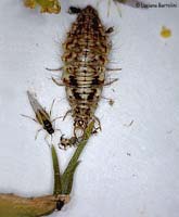 larva di chrysopa che mangia un afide
