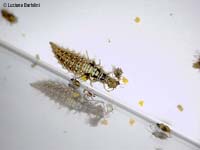 larva chrysopa che mangia afidi