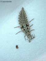 larva chrysopa
