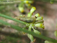 larva syrphidae che mangia degli afidi