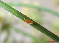probabile larva di Chrysopa