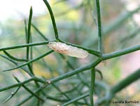 larva chiara sul finocchio