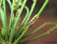 larva di syrphidae e afidi