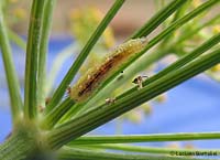larva di syrphidae sul finocchio che mangia afidi