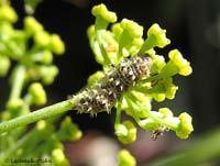 larva syrphidae sul finocchio