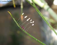 uova di Chrysopa sp.
