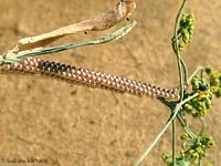 Uova di Coscinia striata sul finocchio