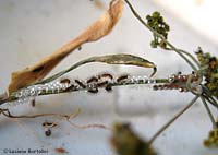 bruchini appena nati di coscina striata
