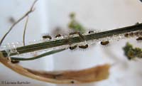 nascita dei bruchi di coscina striata