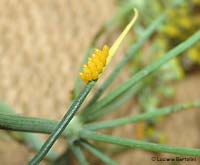 uova di coccinella