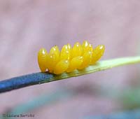 uova di coccinella