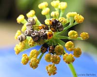 uova e neanidi di emittero pentatomide
