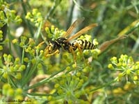 vespa gialla polistes