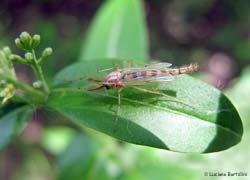 Chironomus plumosus