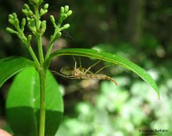 Chironomus plumosus