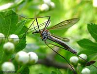 Tipula